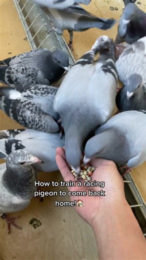 How to Train a Racing Pigeon to Come Back Home!🏠