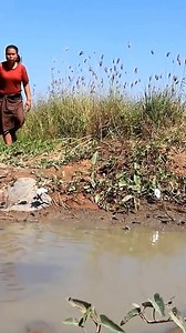 Woman catch eel for dogs #survival #hunting #fishing #doglover #dog | Uncle Bee Recipe