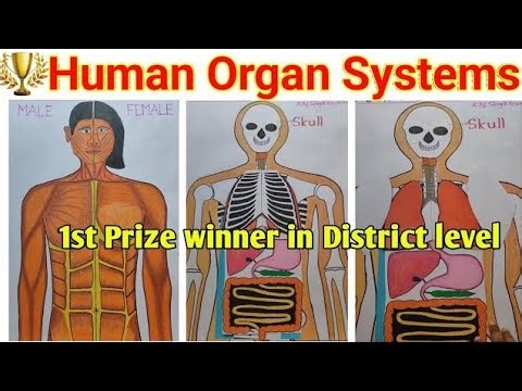 Science Working Model Projects | Science Day Working Medel | Our Body TLM | Science Exhibition