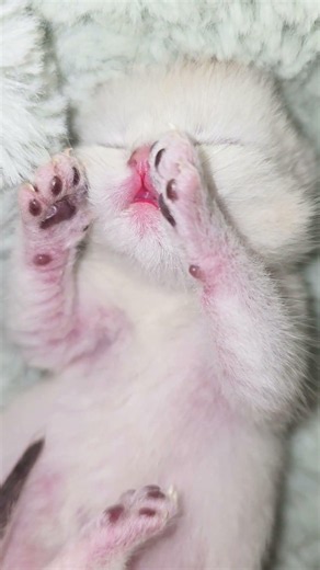 So cute baby kitten is sleeping 😴 #babykitten #kittens #cutekitty #purr