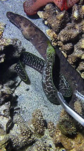 Lobster Fishing Tips: Master the Art of Spearfishing