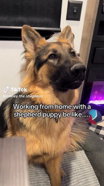 Working From Home With a Playful German Shepherd