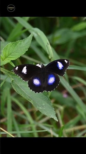 Great eggfly #butterfly #flight