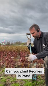 1K views | Can you grow Peonies in pots? | Petite Peonys | Facebook