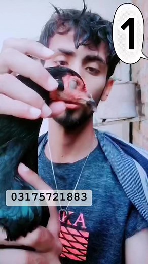 5.4K views · 75 reactions | Whats app 03175721883 Rawalpindi | Ahsan awan - pindi aseel | Facebook