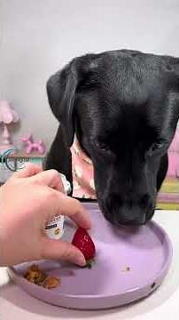 The Easy Way to Improve Your Labrador's Health in 30 Days