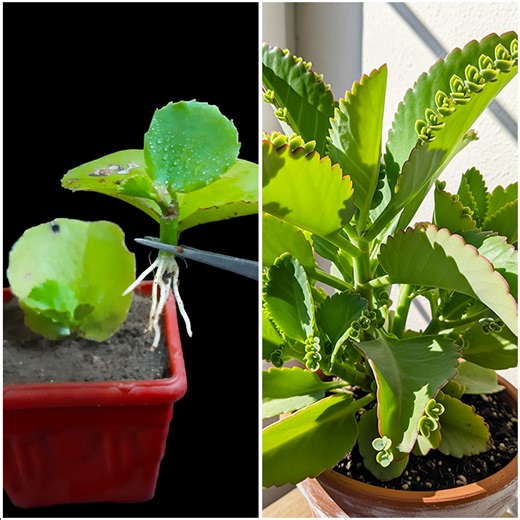 Leaf to plant | How to grow pathor kochi plant at home from leaf | Tips & tricks in this video | DIY IndoorGarden