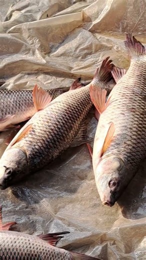 🐟 😱 बड़ा रेहु मछली पकड़ते हुए 🎣 #shorts #fish #fishing #farming #shortvideo