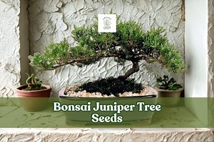 Bonsai Juniper Tree Seeds – Juniperus Chinensis Evergreen Variety - Etsy