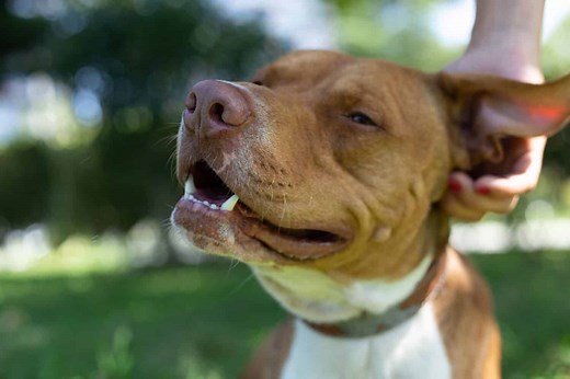 45 Incredible Pit Bull Mix Breeds