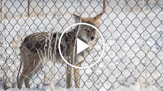 Video: Coyote Hunting in Utah