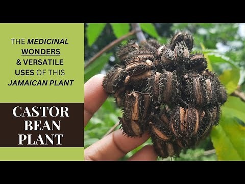 The MEDICINAL WONDERS & VERSATILE USES of CASTOR BEAN PLANT / Earth's Medicine