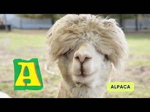 ABC Farm Animals Song | Alphabets Kids song | Learn English and Animals for Kids #abcd