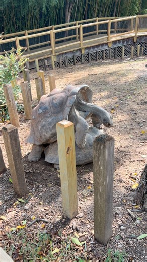 Parental advisory! #turtle #love | Lance Hoyt