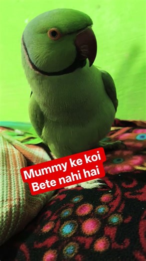 Mummy has no sons, dear Talking parrot Clear Voice #indianbird #speakingparrot