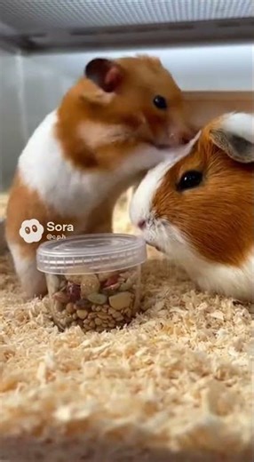 Hamster Fails Treat, Acts SUS #funny #shorts