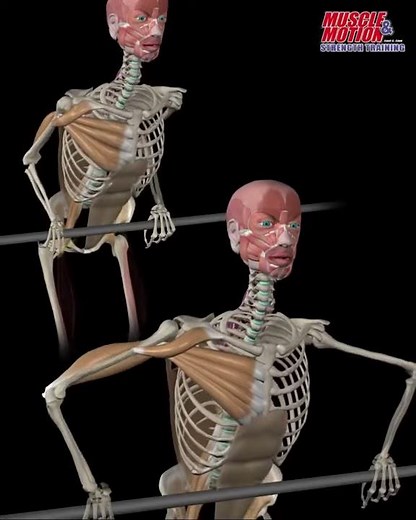 Bar Dips - Wide grip Vs Close grip