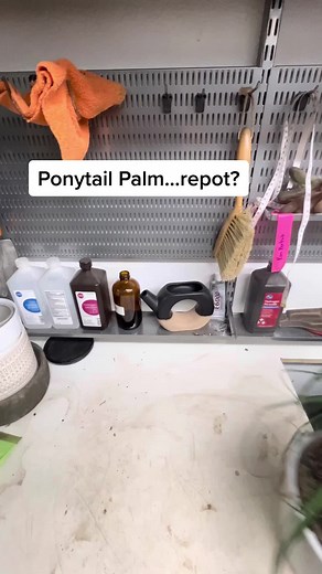 Repotting a Ponytail Palm: Step-by-Step Guide