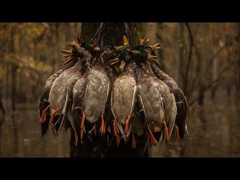 Arkansas Flooded Timber Duck Hunt in a DOWNPOUR!! (6 Limits)