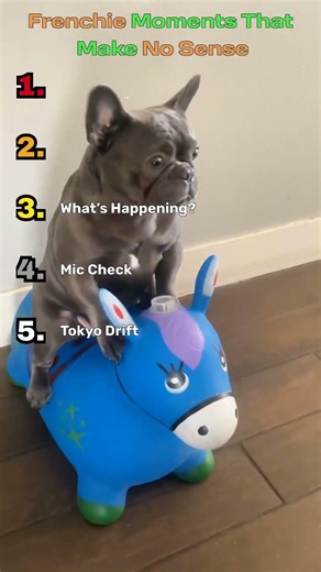 TOP 5 French Bulldogs Having Zero Brain Cell Moments 🐶😂