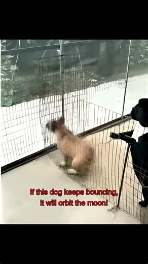 🔥Furiend Flops shorts🔥When the dogs mess up—giggling like a loon!(1/6) 😜🤣