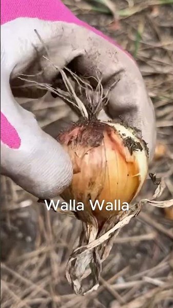 Onion Harvest Tips | Walla Walla & Storage Onions Explained