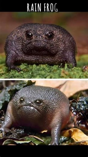 Different types of frogs🐸