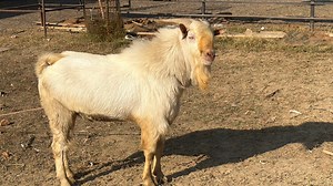 Alhamdulillah new entry ||BAKRO KE TREATMENT MEIN YEH SB BHI KRNA PDTA HAI||SABRIGOATFARM DAILY VLOG | Sabri Goatfarm