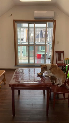 Dog opens door by itself #Self-cultivation #Warm family #Pet time