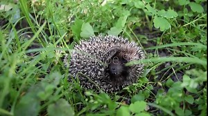 Scared prickly hedgehog in a defensive position on a sunny day. The little hedgehog curled up to scare away enemies.Young beautiful hedgehog in natural habitat outdoors in the nature.