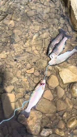 Stringer full of trout 🔥🎣 #rainbowtrout #catchandkeep #troutfishing