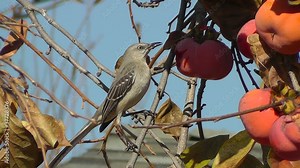 A Northern Mockingbird (Mimus Polyglottos) eating a persimmon
