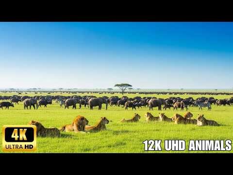 4K Wildlife Exploration: Kruger National Park, South Africa - Captivating Safari Film with African