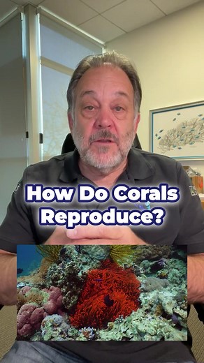 How Do Corals Reproduce? Dive into the ocean's depths, and you'll find a world of wonder - coral reefs. These vibrant ecosystems are the handiwork of corals, tiny animals that extract calcium, magnesium, and other chemicals from the sea to construct their hard, skeletal homes. The polyp, the living part of the coral, can hide within this structure or emerge to display the reef's stunning colors. As these corals grow and deposit more minerals, they create vast structures like the Great Barrier Re