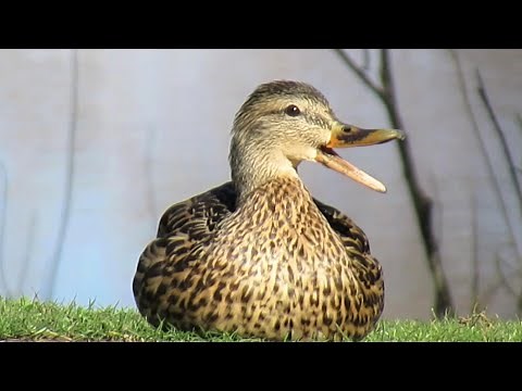 Female Mallard Ducks QUACKING ARGUMENT Gets Heated
