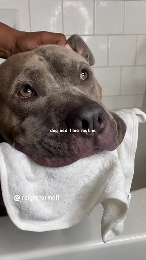 217K views · 3.3K reactions | dog bath time routine #grooming #doggrooming #pitbull #dog #doglover #dogbath #asmr #satisfying #explore #viral #fyp | reignstormpit | Facebook