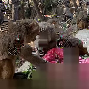 73K views · 14K reactions | A lovely video of a monkey and a dog feeding | Feeding Animal | Facebook