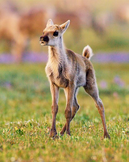 Caribou migration routes are under threat. Each year, caribou make migrations in their hundreds of thousands across the Arctic. But as the climate warms, their ancient pathways are changing - and so is the frozen ground itself. #OurFrozenPlanet tells stories that land the urgency of climate change whilst inspiring hope that change is possible for us and the health of our planet. Discover more ➡️ https://www.bbcearth.com/our-frozen-planet | BBC Earth