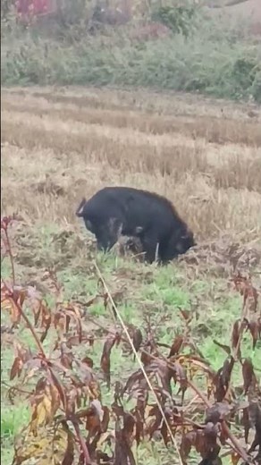 🐗 αγριογούρουνο #αγριογούρουνο #αγριόχοιρος #αγελογούρουνο #wildboar #pig #wildpig