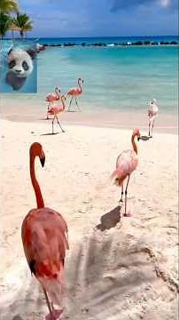 Flamingo's REAL Color Will Shock You! 🦩😱