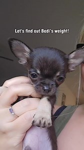 Bodi is the newest addition to the pack and a special needs pup. #chihuahua #chihuahualife #thechisociety #fblifestyle | The Chi Society