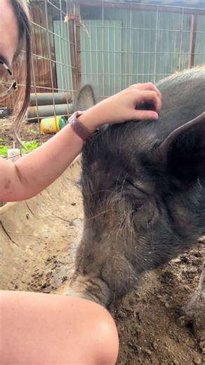 Smith Bros Show Pigs on TikTok