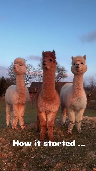 Look how our alpaca family grew over the last years 😍 #cute #alpaca #alpaca #alpakasoftiktok #alpakas #alpaka Contact BVIRAL for usage