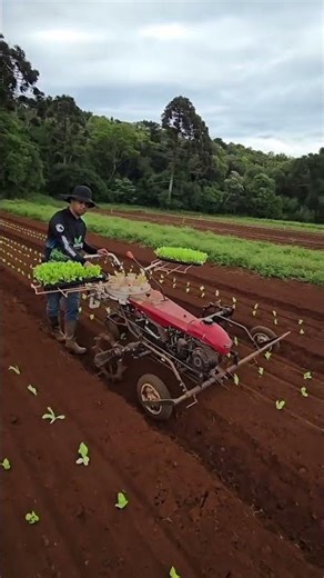 Multi-Row Vegetable Transplanter in Action | Efficient Farming Technology