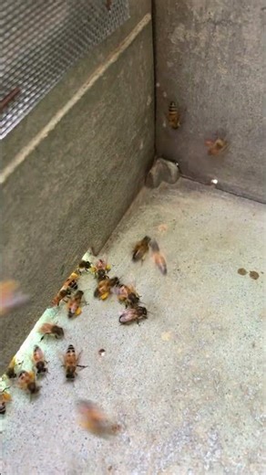🌟 “Amazing Footage! Bees Carry Bright Pollen Back to the Hive 🐝✨”