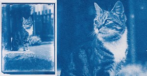 Photographer Finds 120-Year-Old Cat Photos After Developing Film Found in a Time Capsule