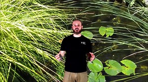 Trees Near Ponds .... what you need to know! Subscribe to our YouTube channel for more helpful tech tips! https://www.youtube.com/channel/UC8s_6h0rWKv410A_2mdF0IQ #pond #ponddesign #pondcleaning #pondconstruction #pondskim #pondplants #waterplants #waterfall💦 #watergarden #gardenpond #gardendesign #koifish #koipond #koifishpond #aquaticplants #pondplants #waterplants | Webb's Water Gardens