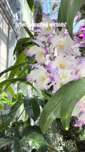 More amazing orchids! #orchid #orchids #orchidlovers #flower #flowers #nature #naturelovers