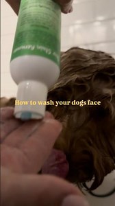 How to wash your dogs face! #grooming #doggroomingforbeginners