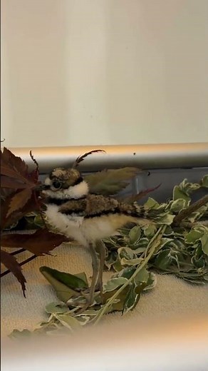 Killdeer Baby in Care at Wildlife Rescue